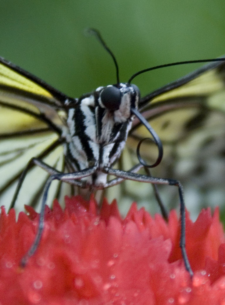 Linea Leuconoe