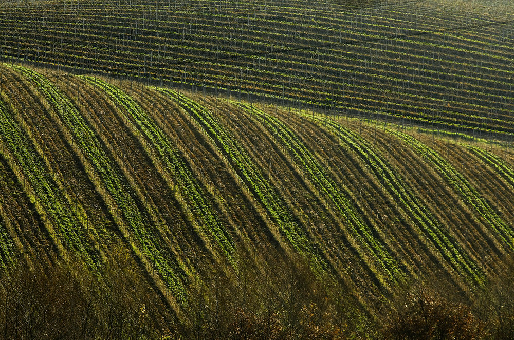 Lineamenti di agricoltura