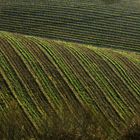 Lineamenti di agricoltura