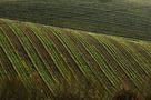 Lineamenti di agricoltura von Mario Ventura 