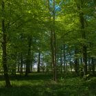 "Linearer" Wald