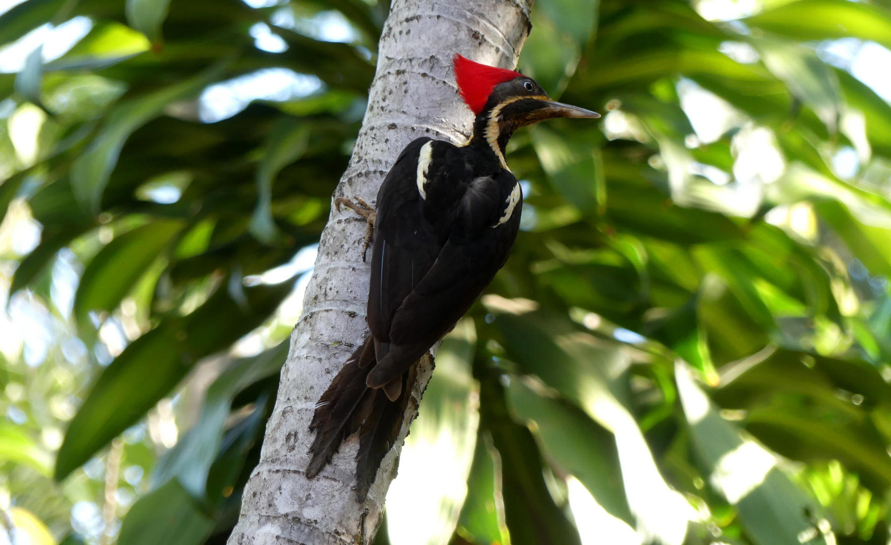 -  lineated woodpecker -