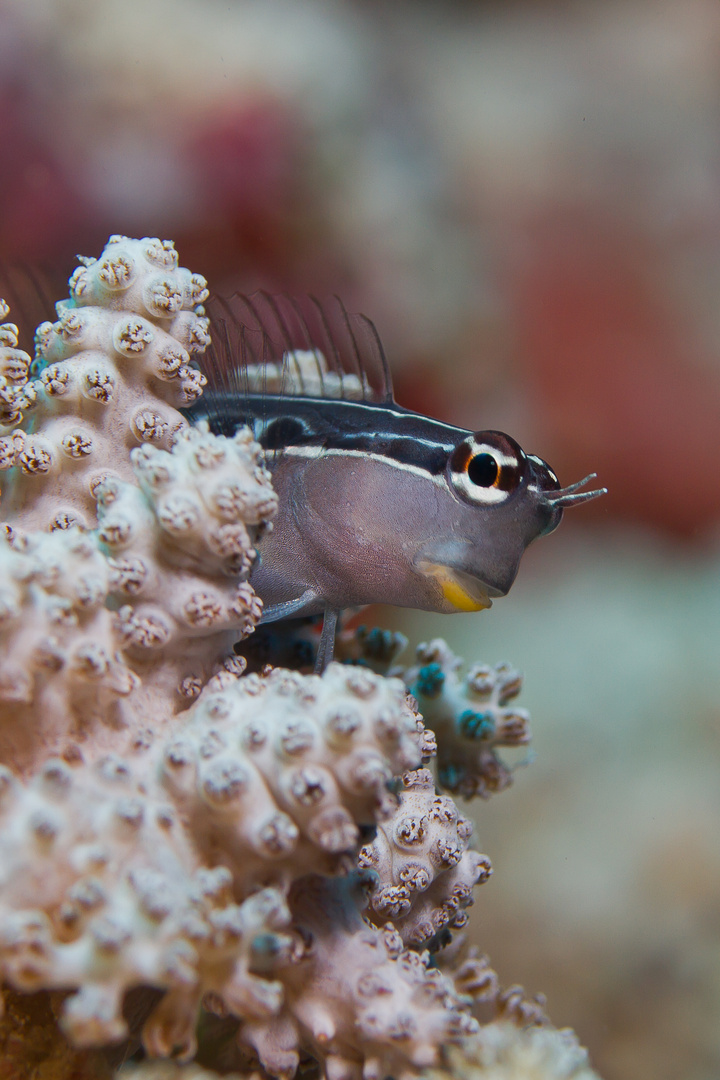 Lined Blenny