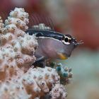 Lined Blenny