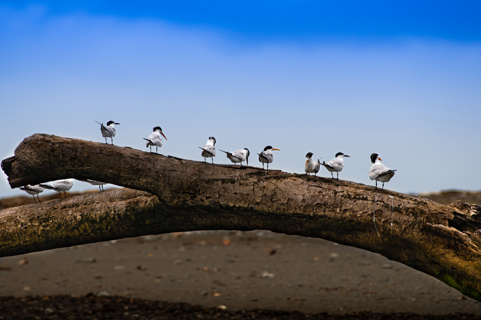 Lined Up