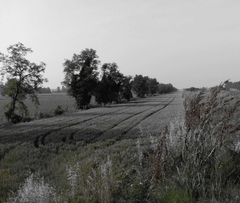 Linee nel grano 1