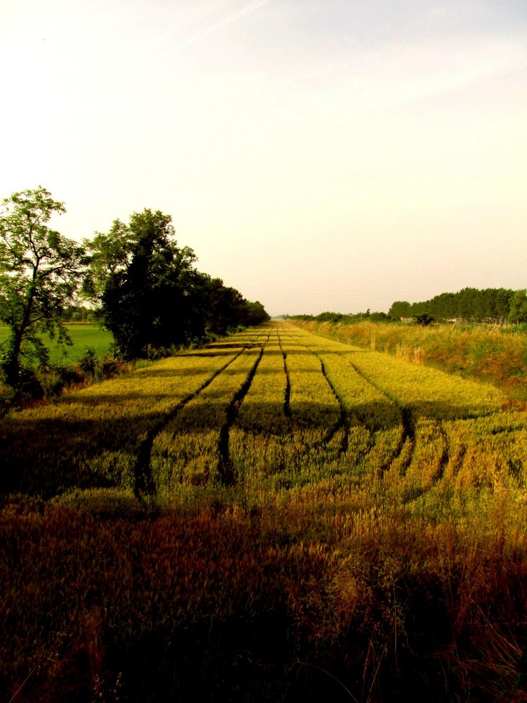 Linee nel grano 3