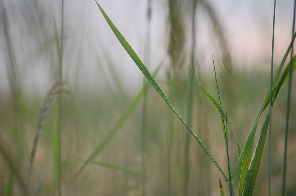 Lines with grass