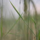 Lines with grass