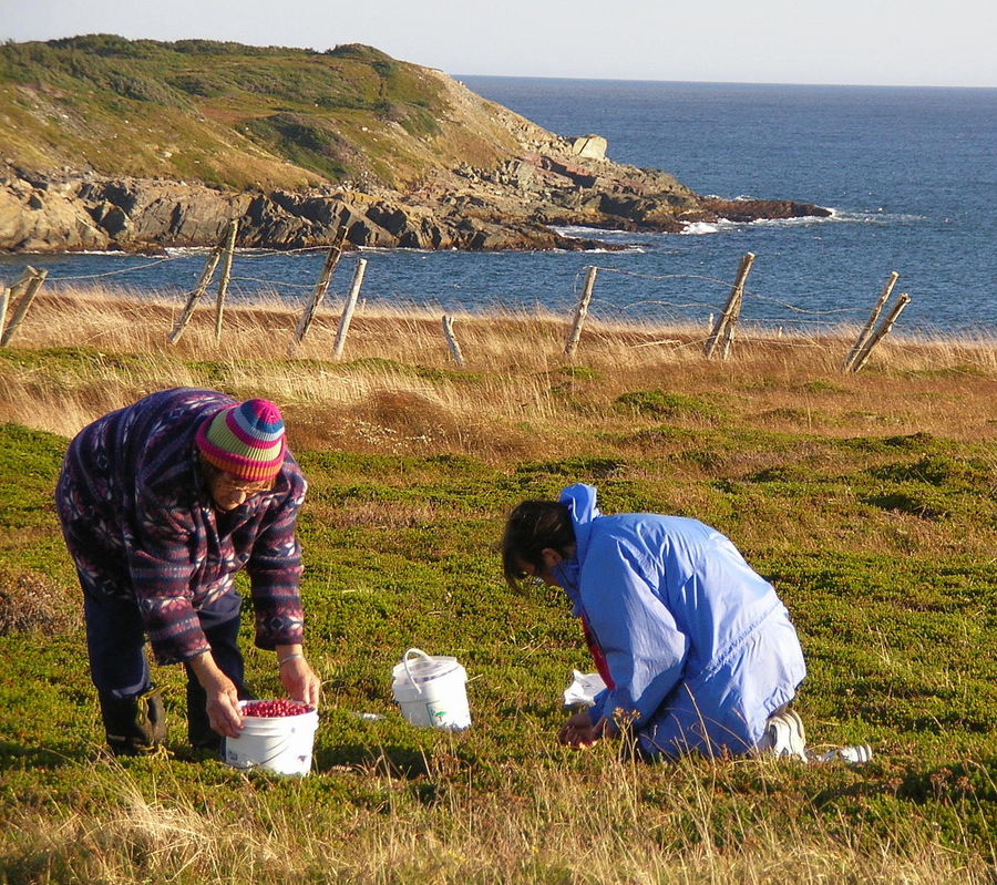 Lingonberry picking at Ferryland in Newfoundland