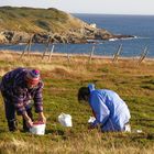 Lingonberry picking at Ferryland in Newfoundland