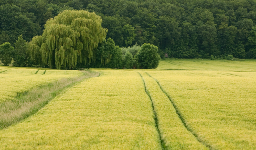 Linien am Berg