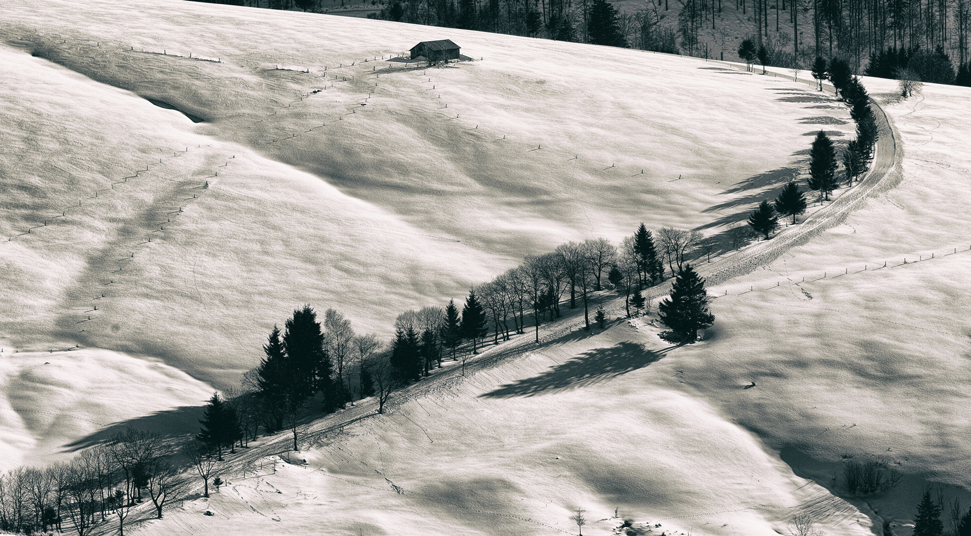 Linien der Natur