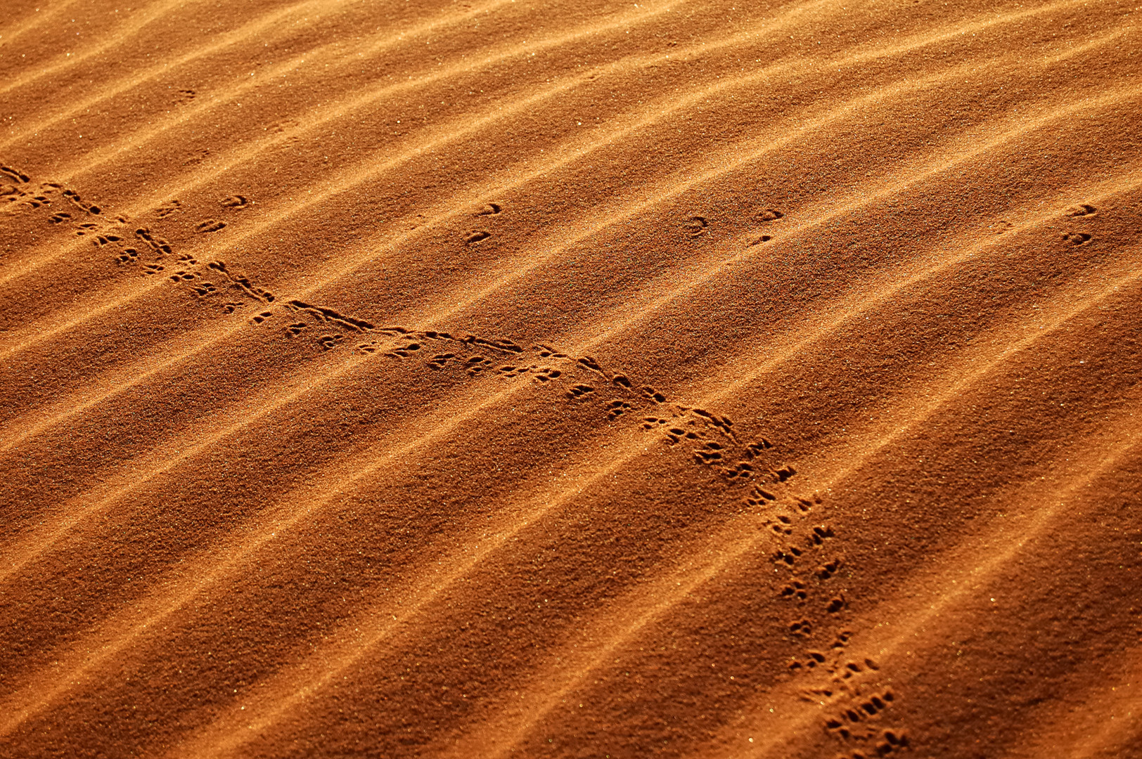 Linien des Windes - Linien der Tiere