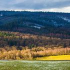 Linien im Arnberger Wald