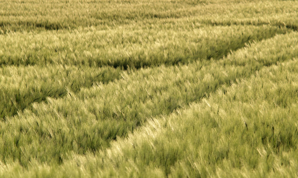 Linien im Feld