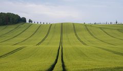 Linien im Feld