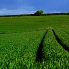 Linien im Feld