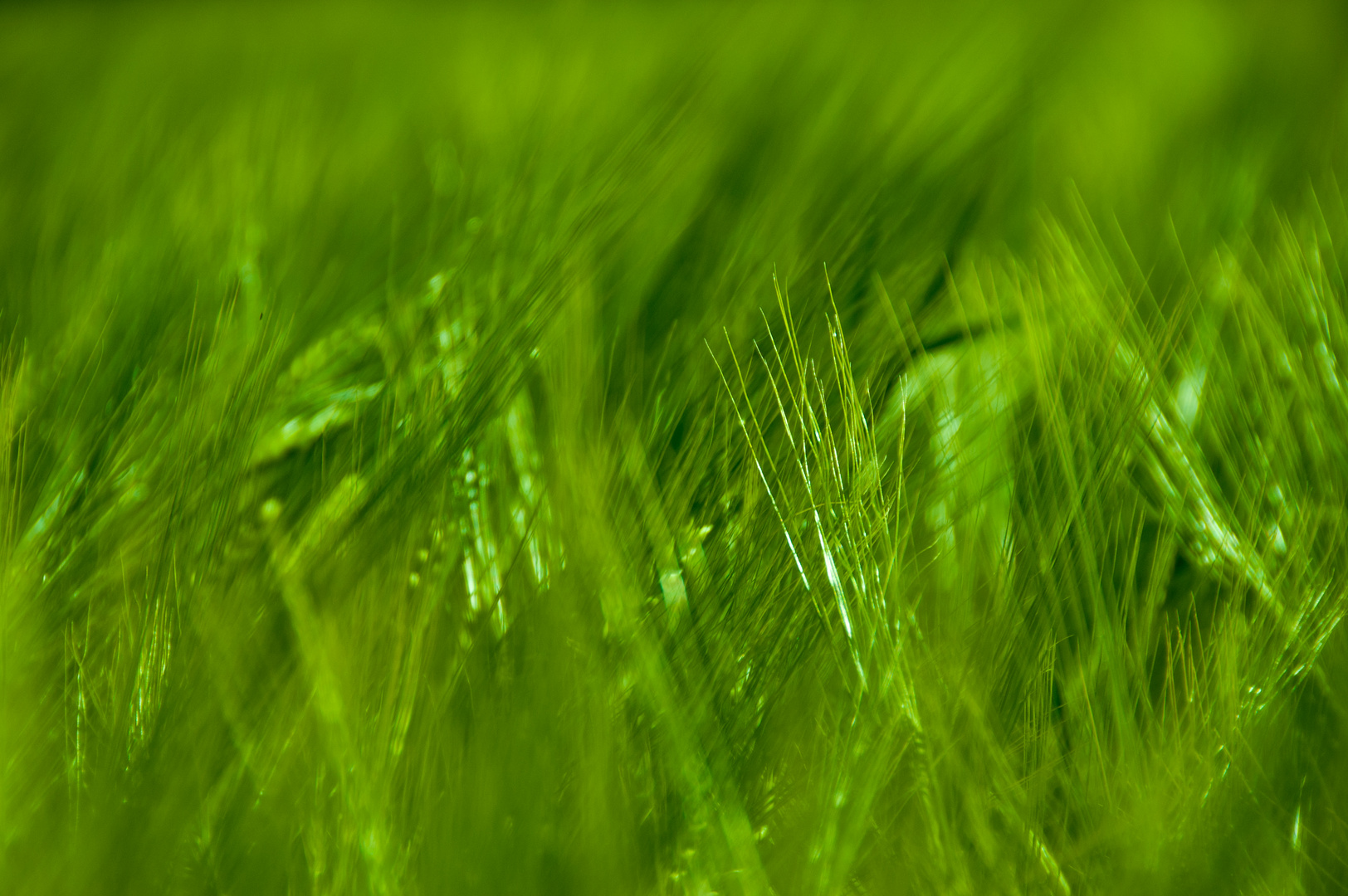 Linien im Kornfeld