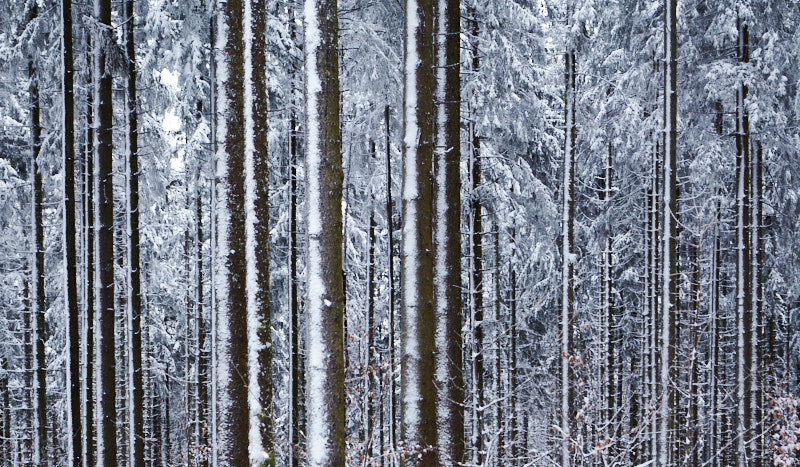 Linien im Winter (Bäume in Waldkirch)