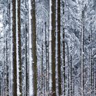 Linien im Winter (Bäume in Waldkirch)