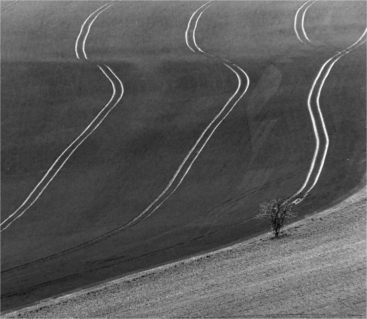 Linien und 1 Baum