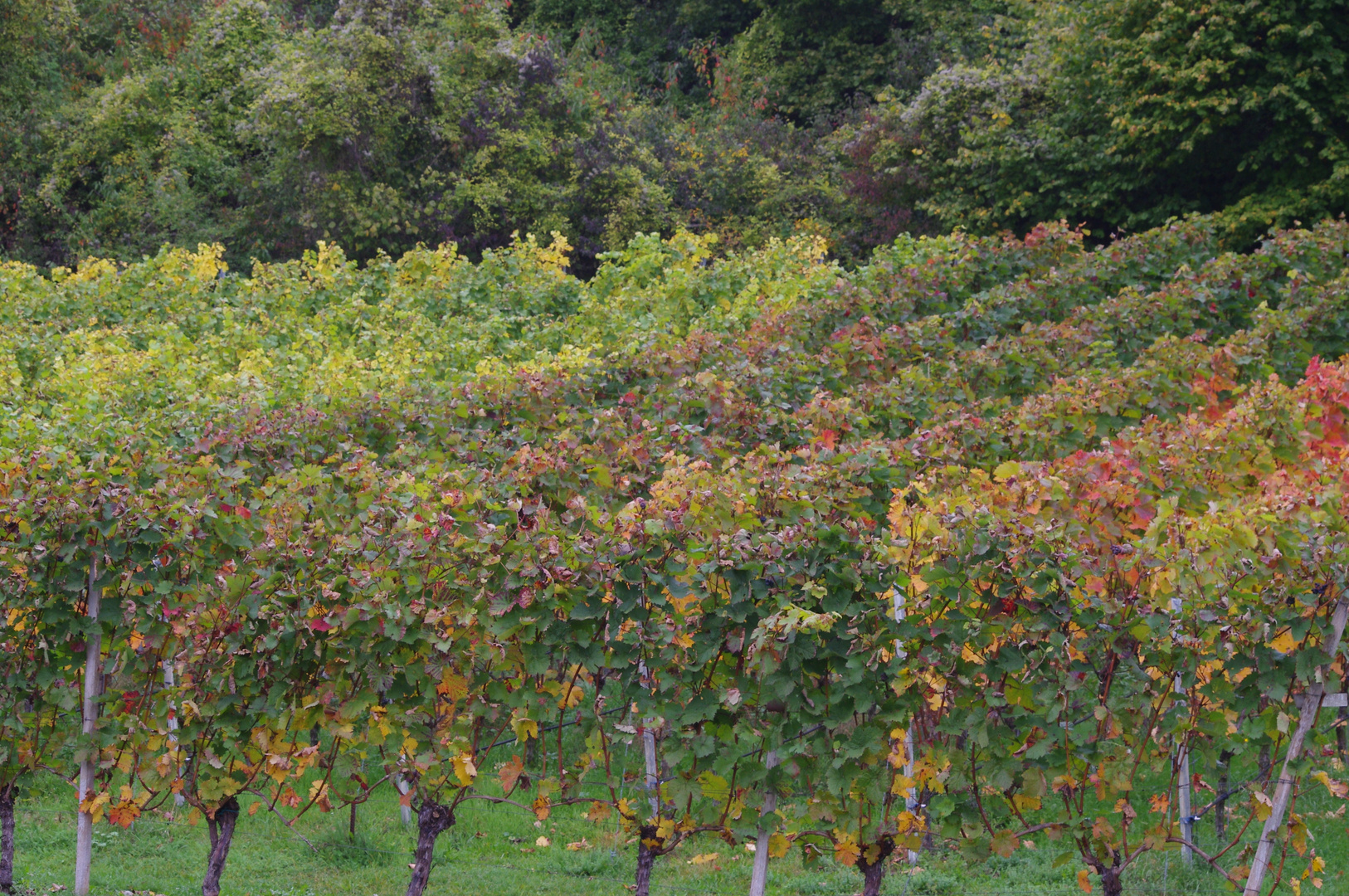 Linien zum Herbstwein