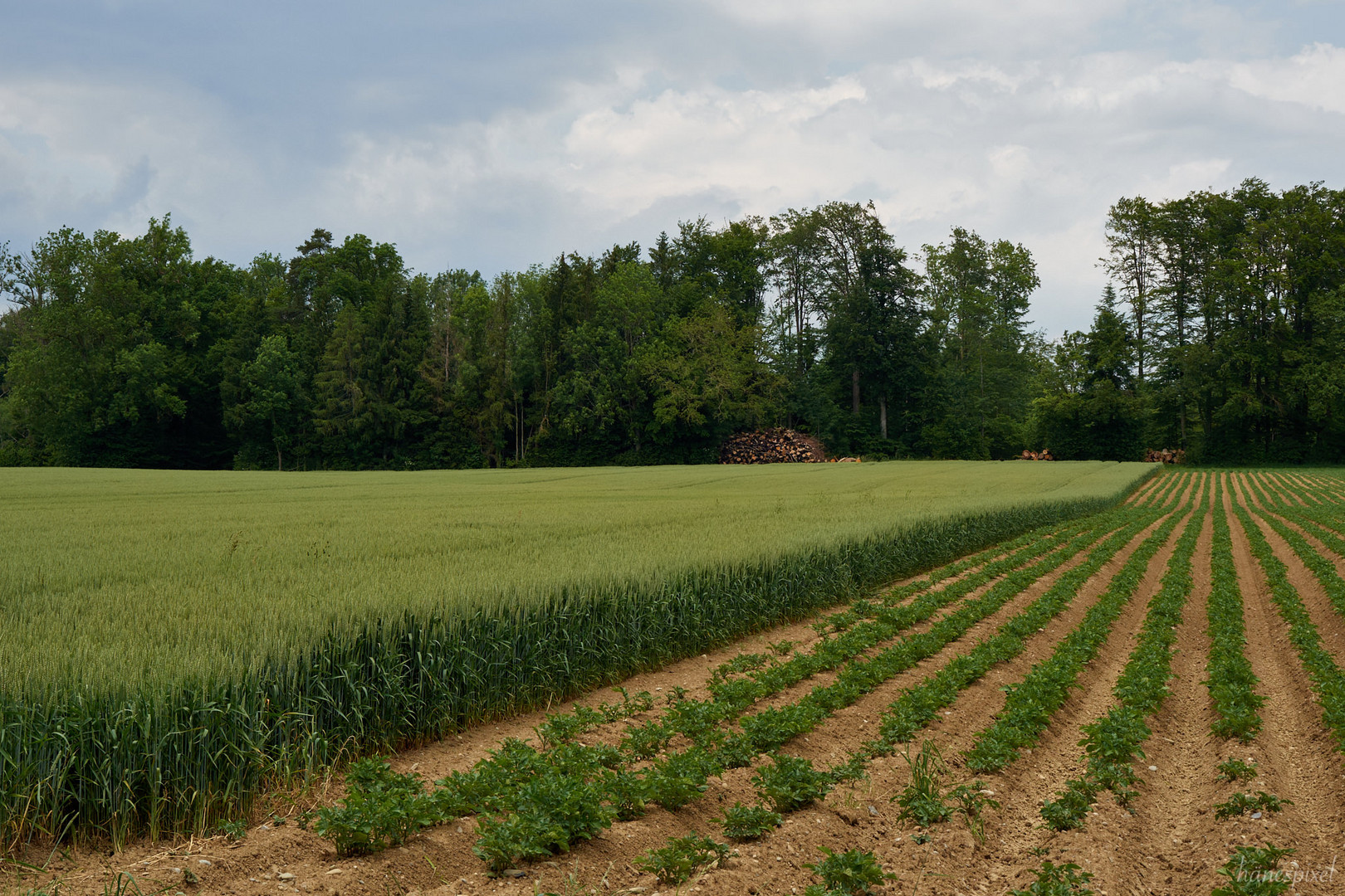 Linien zum Wald