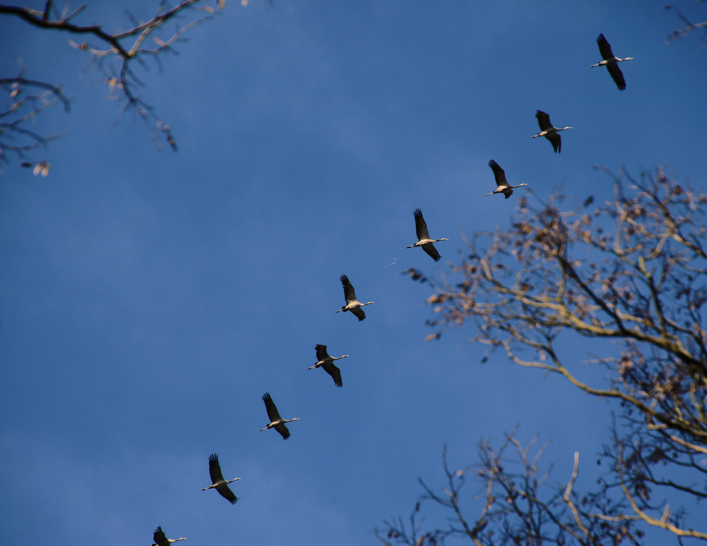 Linienflug