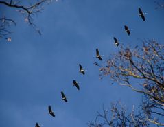 Linienflug