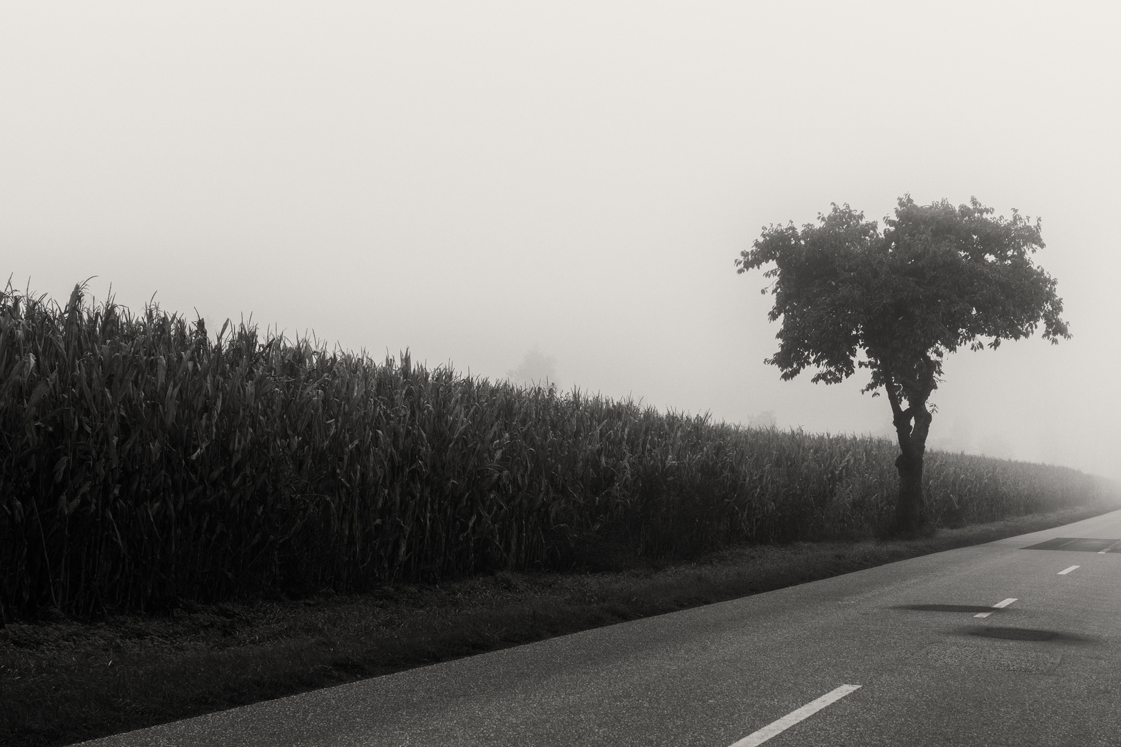 Linienführung im Nebel