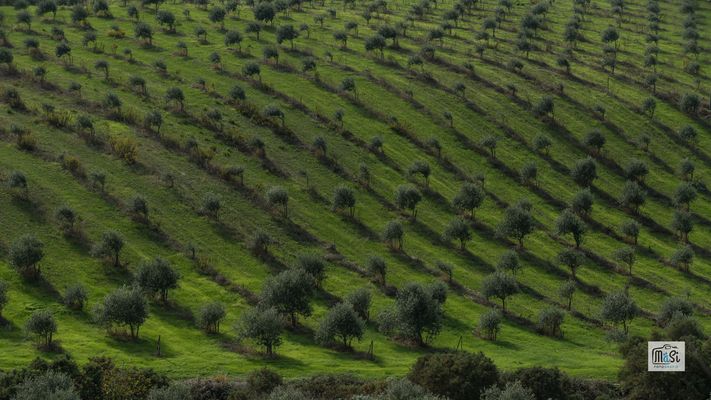 Liniengetreu bis zur . . .