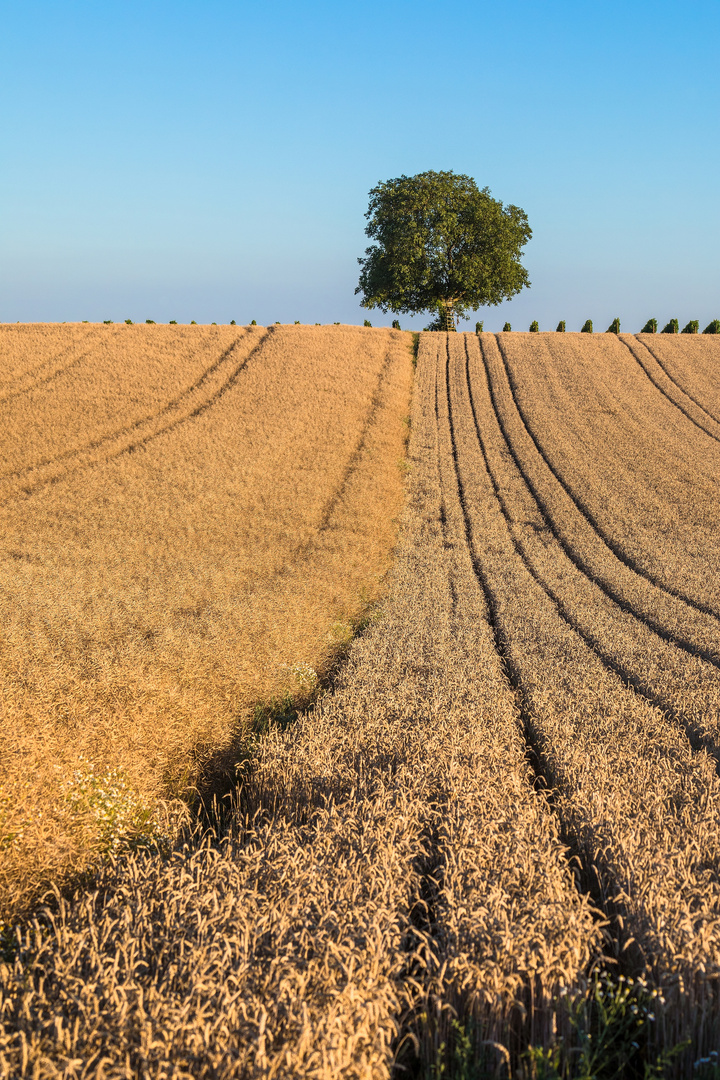 Liniengewächse