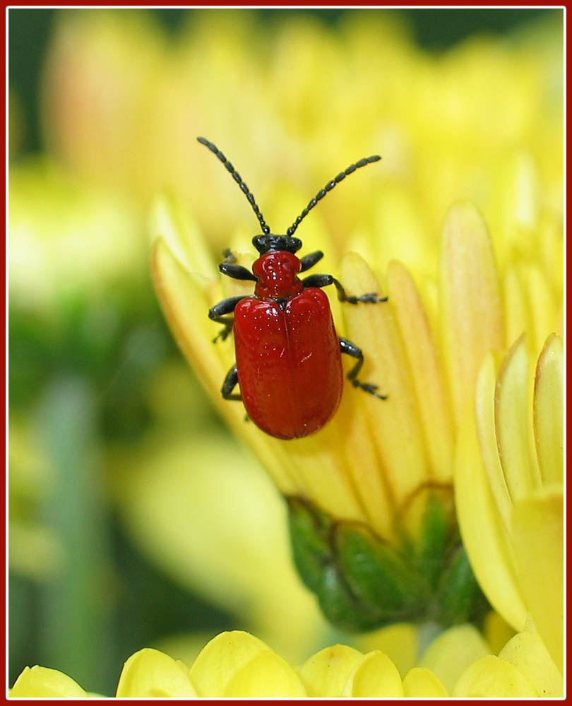 Linienhähnchen