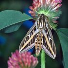 Linienschwärmer,  Nachtfalter, Hyles livornica, Striped Hawk-Moth