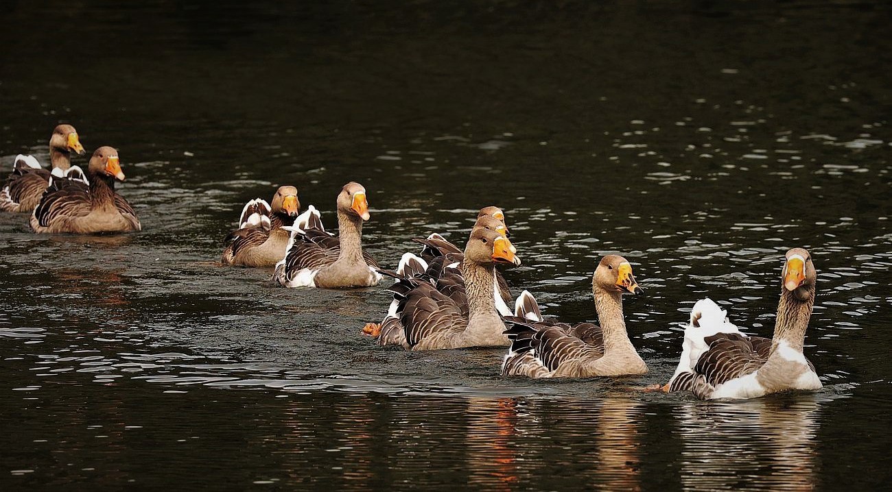 Linienschwimmen