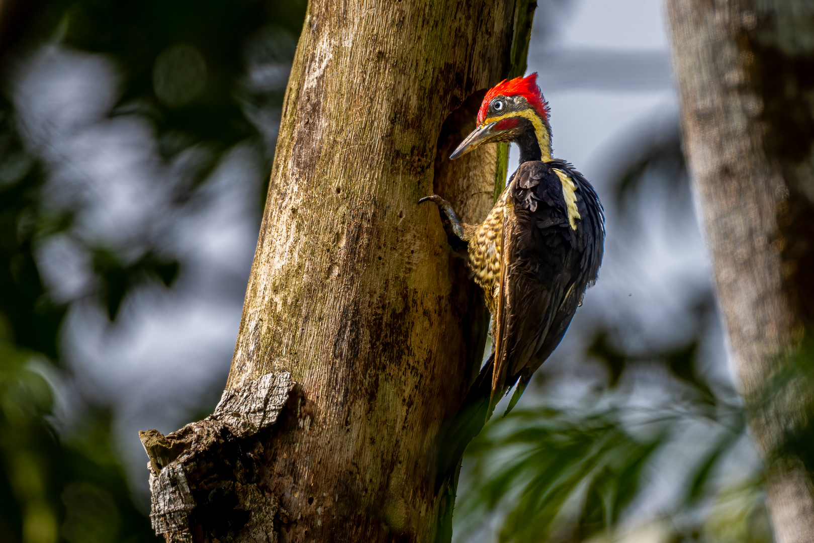 Linienspecht (Lineated Woodpecker)