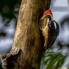 Linienspecht (Lineated Woodpecker)