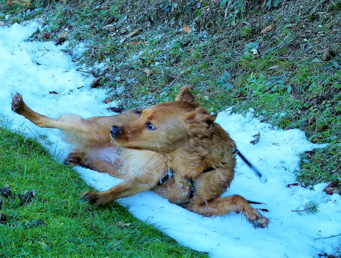 Link et la neige