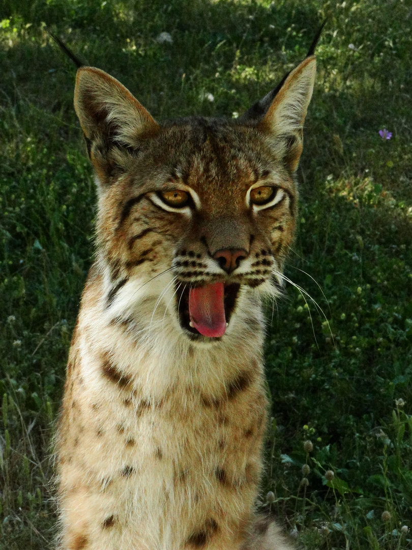 Linka femelle Lynx 1 ans