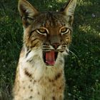 Linka femelle Lynx 1 ans