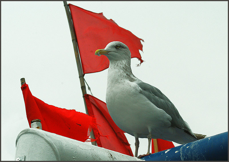 linke möwe ?