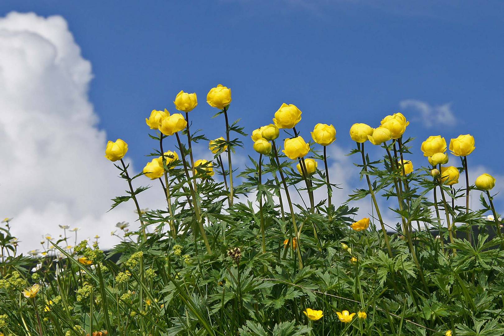 Linke Wolke