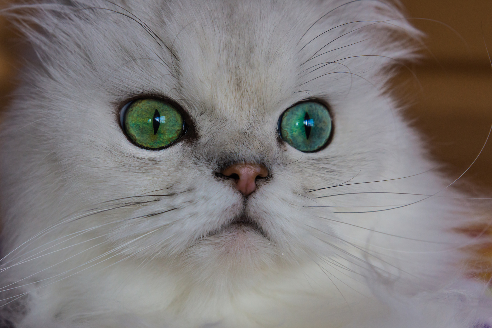 linkes Auge blau, rechtes Auge grün - Felix