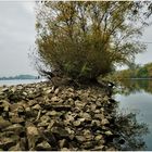 Links der Rhein, rechts Tümpel auf der Aue 