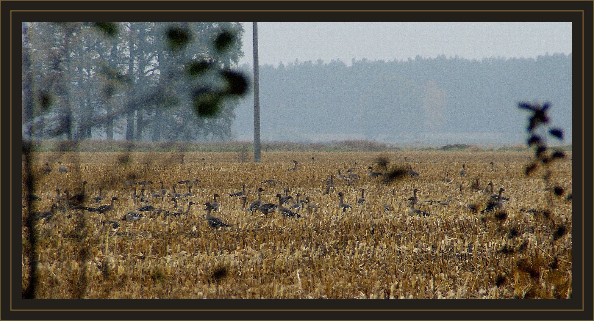 ...links des Weges die Gänse...