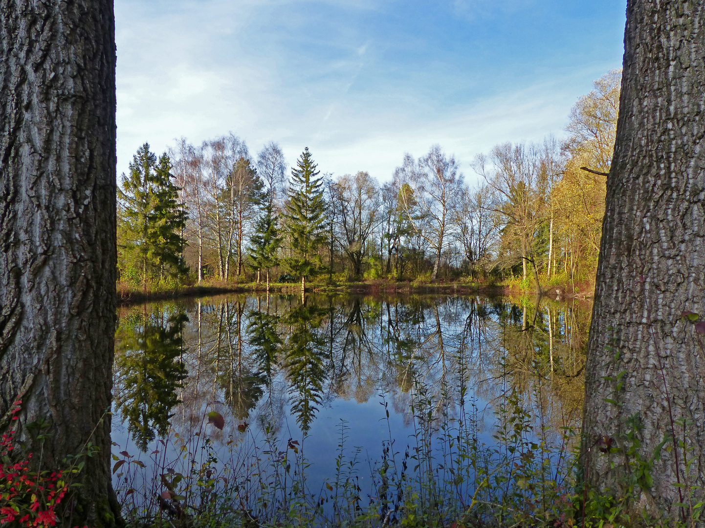 Links ein Baum, rechts ein Baum...