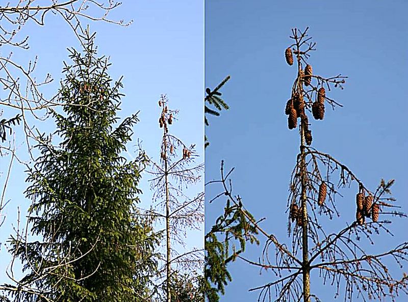 Links gesund - rechts tot (todkrank)