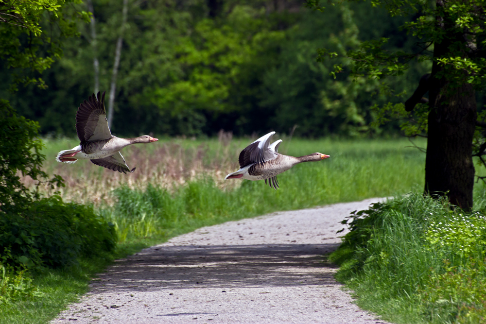 Links hat Vorflug!