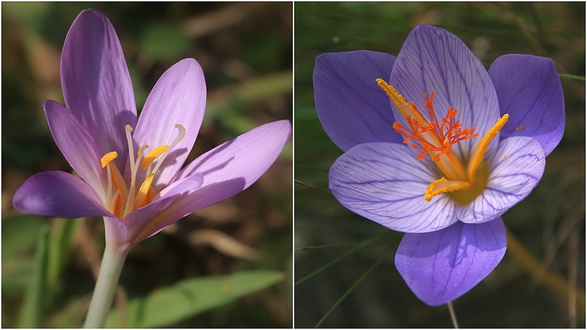  Links Herbstzeitlose - rechts Herbst-Krokus